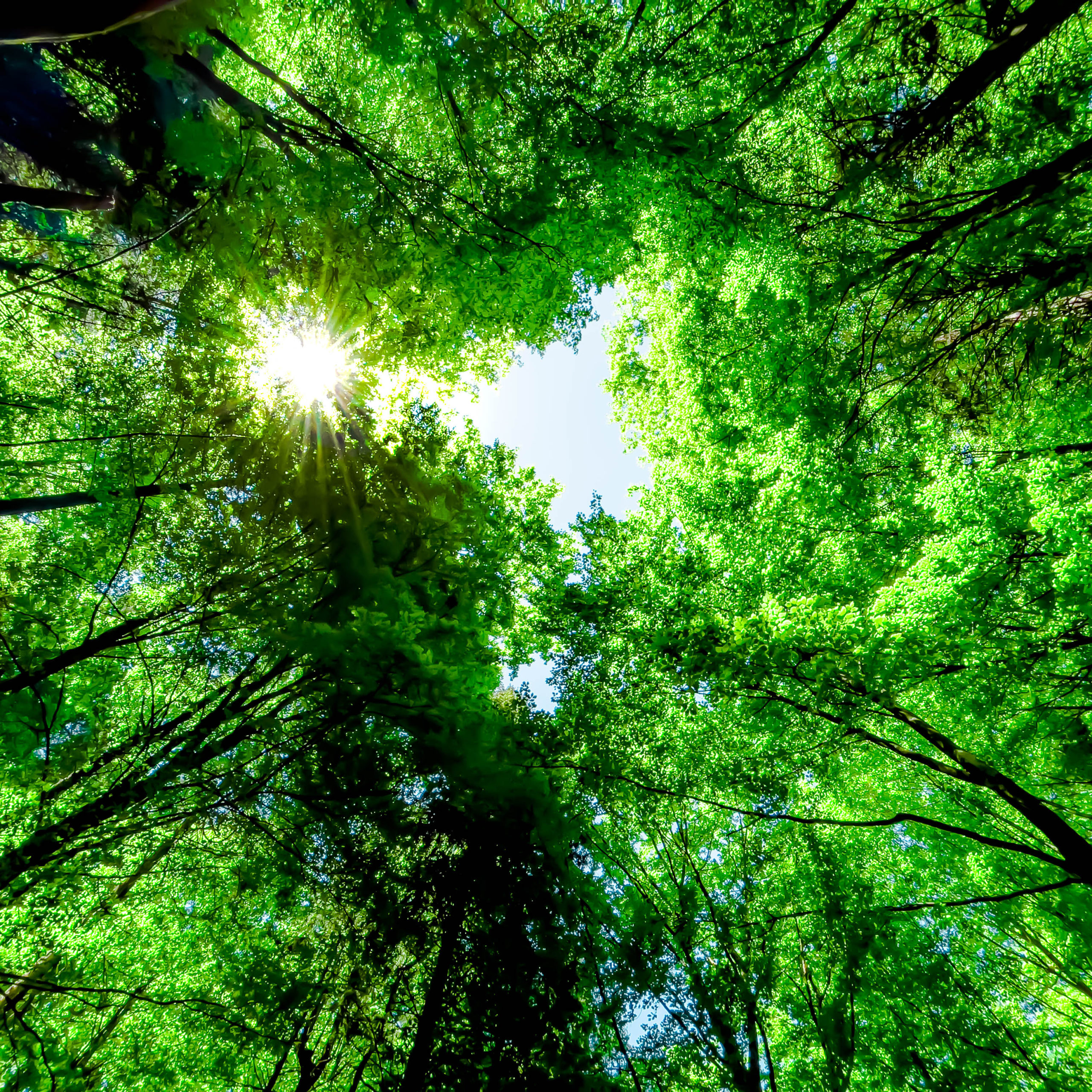 Green pompous forest see from below with sunlight during springtime.